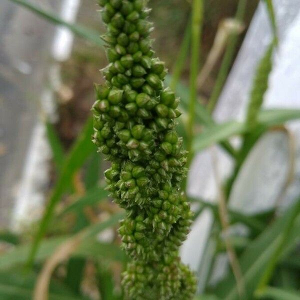 Echinochloa frumentacea Цветок