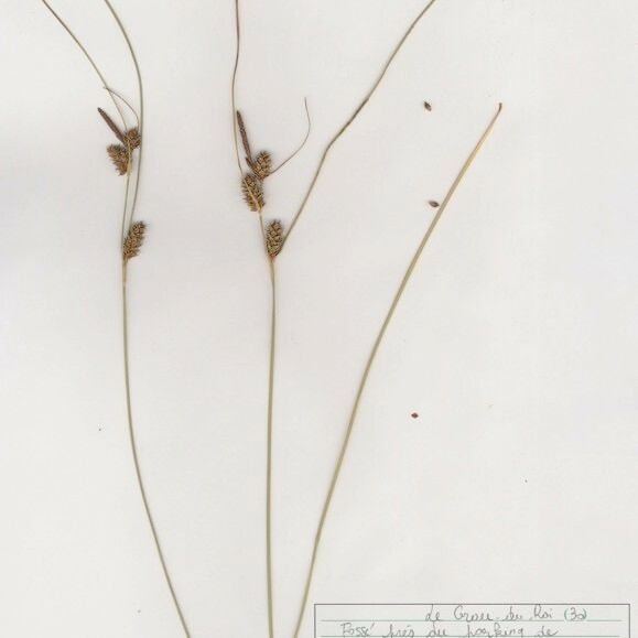Carex extensa অভ্যাস