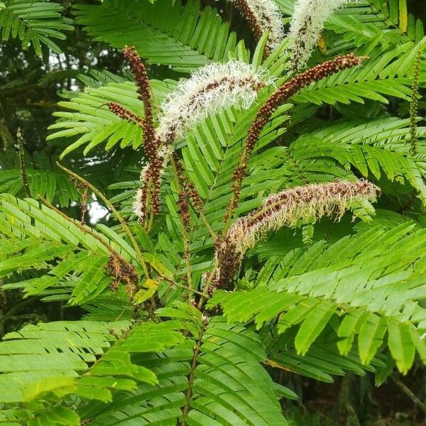 Pentaclethra macroloba Leaf