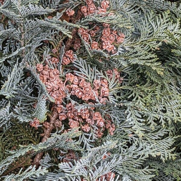 Chamaecyparis lawsoniana Owoc