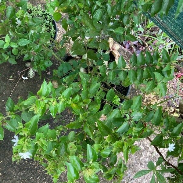 Jasminum multiflorum Fulla