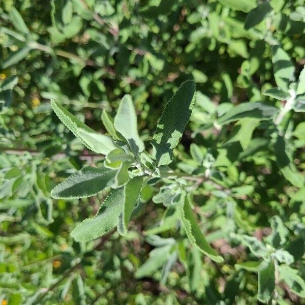 Salvia clevelandii Lapas