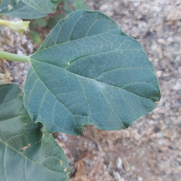 Rogeria longiflora Blatt