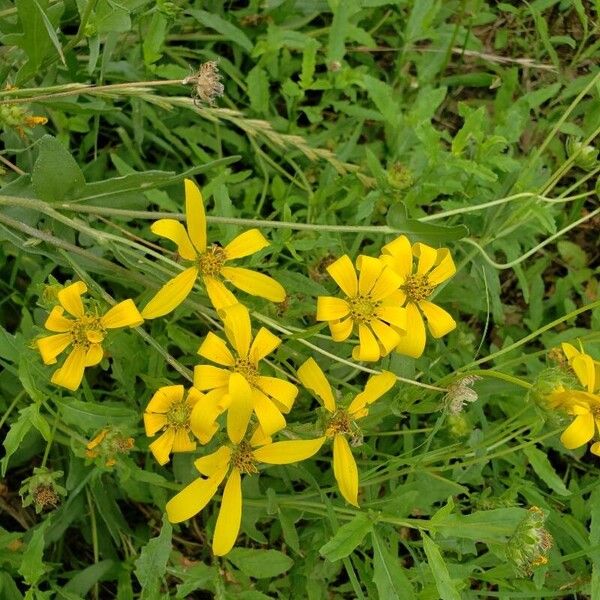 Engelmannia peristenia Flower