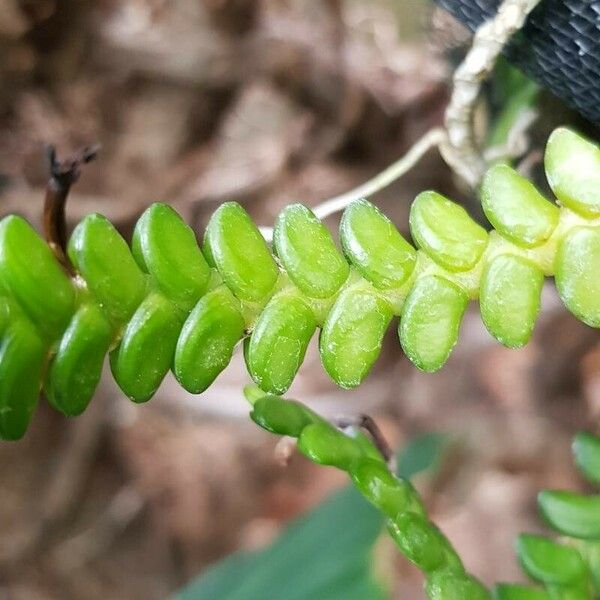 Angraecum distichum Folha