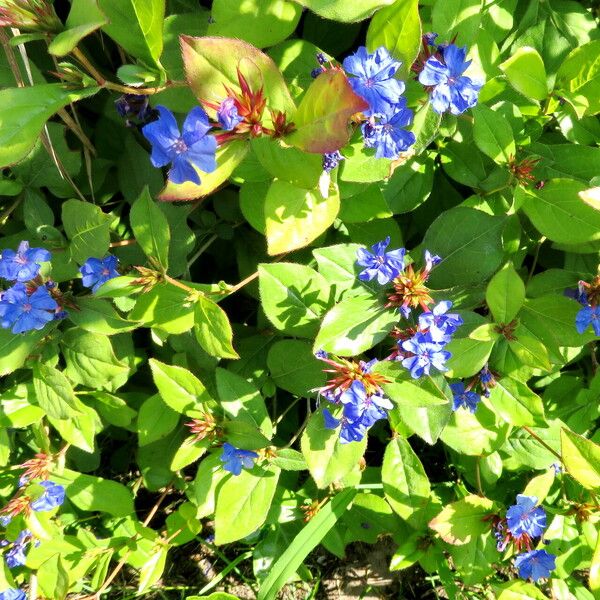 Ceratostigma plumbaginoides 花