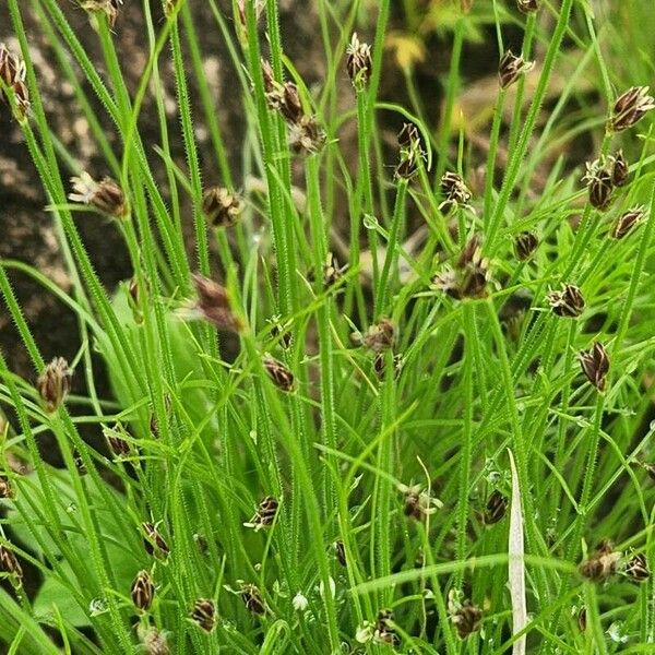 Isolepis setacea Leht