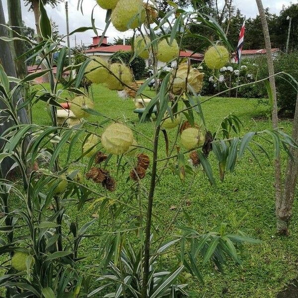 Gomphocarpus physocarpus Owoc