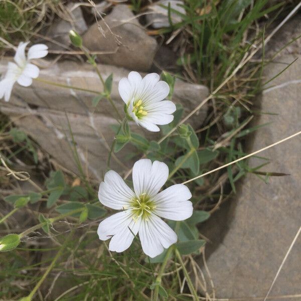 Cerastium latifolium Blüte