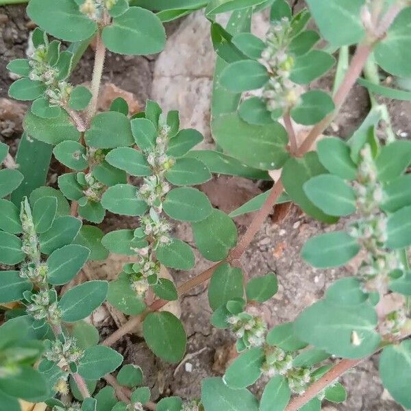 Euphorbia prostrata Yaprak