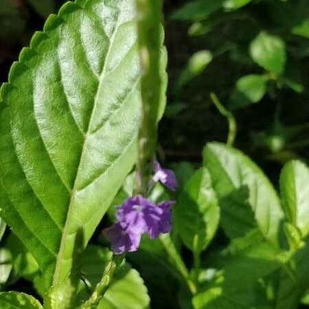 Stachytarpheta indica Kukka