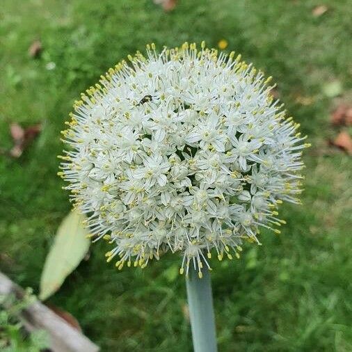 Allium fistulosum Flower