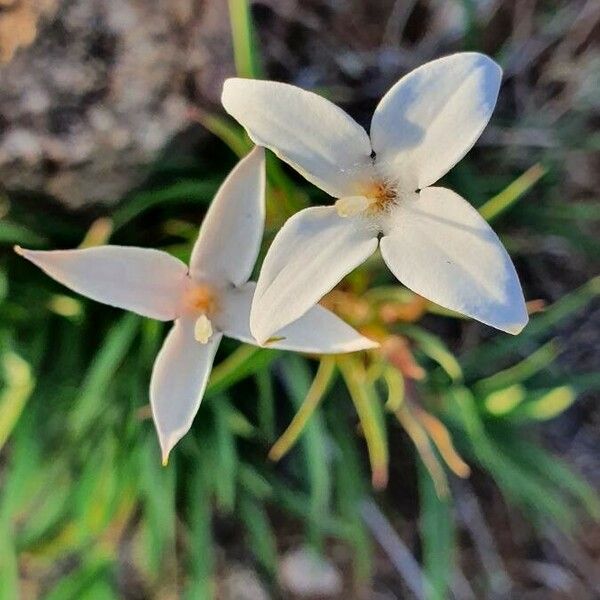 Conostomium quadrangulare Bloem