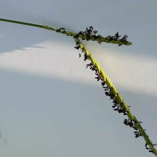 Paspalum distichum Fleur