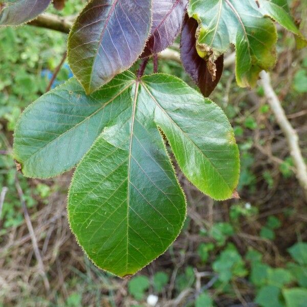 Jatropha gossypiifolia Leaf