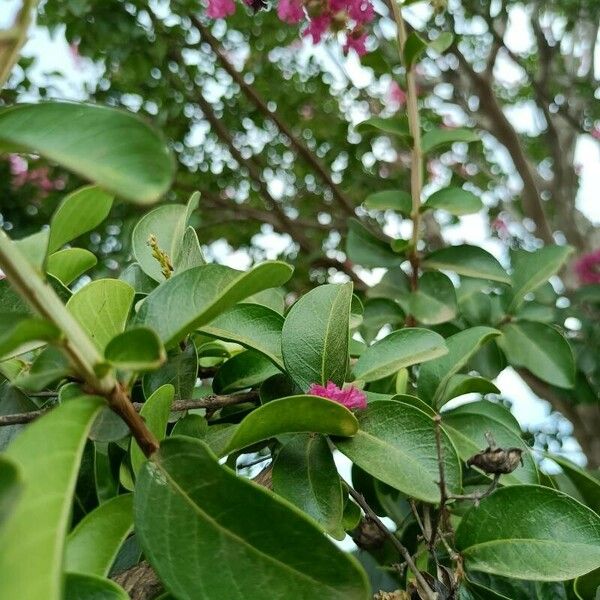 Lagerstroemia indica Leht