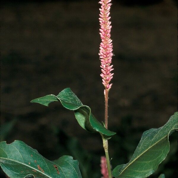 Persicaria amphibia Квітка