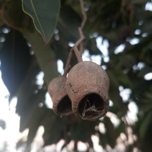 Eucalyptus viminalis Fruit