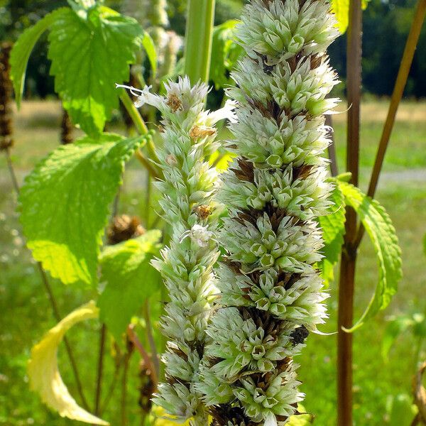 Agastache foeniculum Blomma