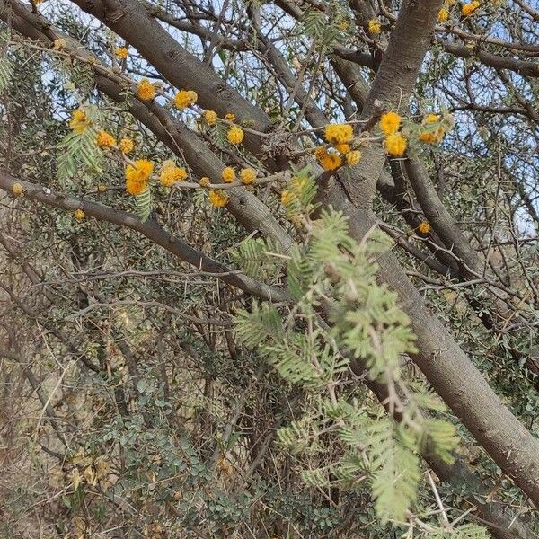 Vachellia caven പുഷ്പം