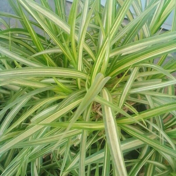 Chlorophytum comosum Blatt