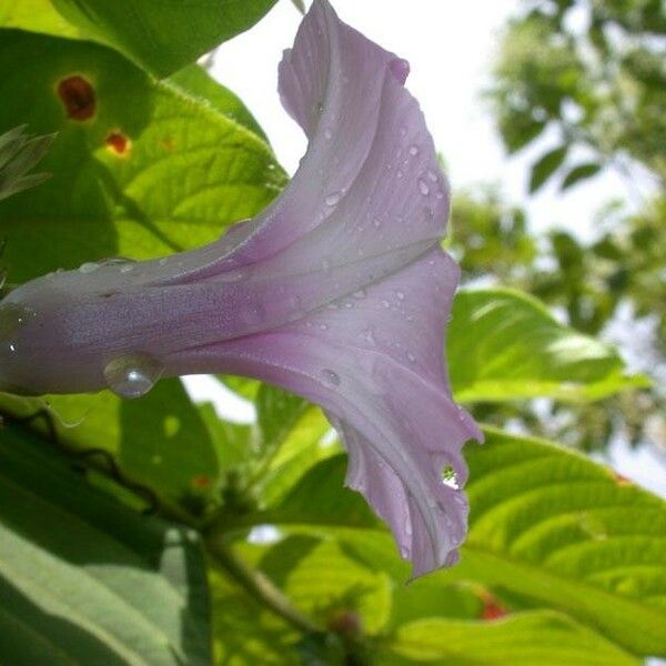 Ipomoea tiliacea Flors