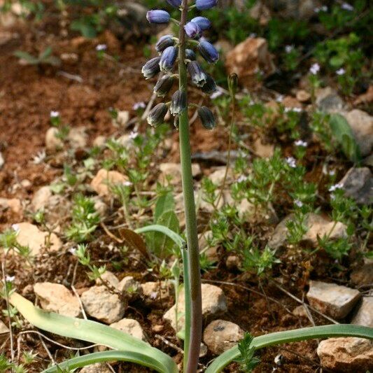 Bellevalia dubia Costuma