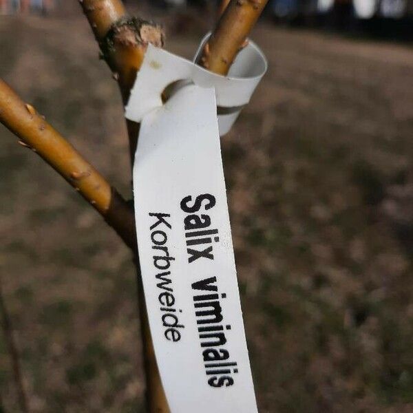 Salix viminalis Bark