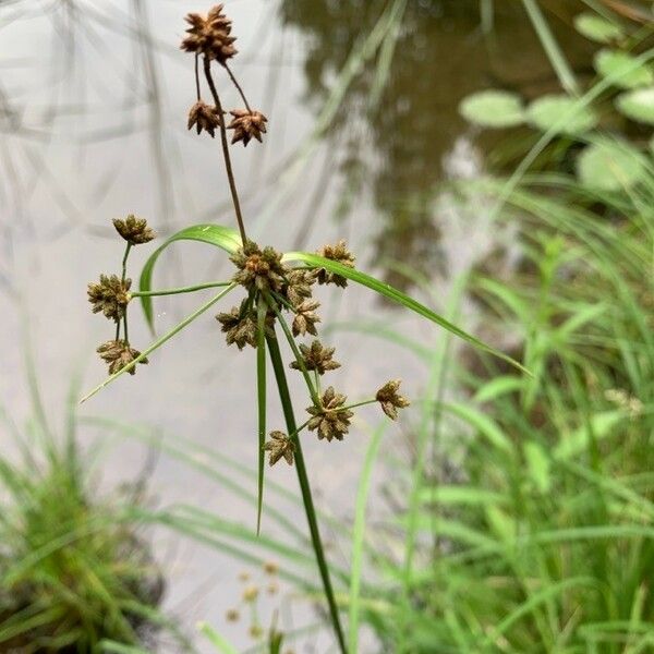 Scirpus cyperinus Leaf