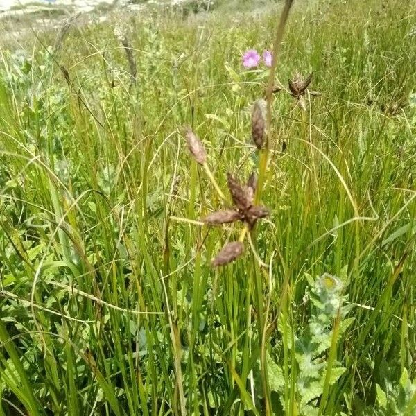 Bolboschoenus maritimus Flower