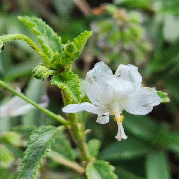 Hibiscus micranthus Bloem