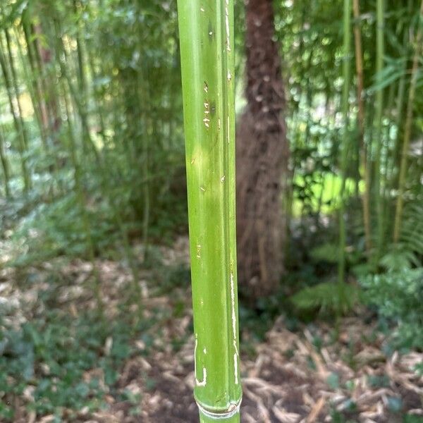 Phyllostachys aureosulcata Bark