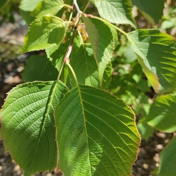 Euptelea polyandra Leaf