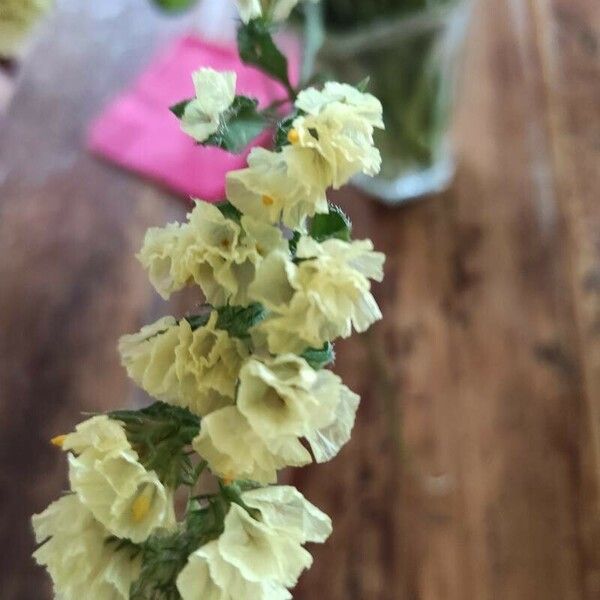 Limonium sinuatum Flower