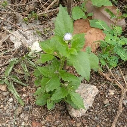 Praxelis clematidea Хабит