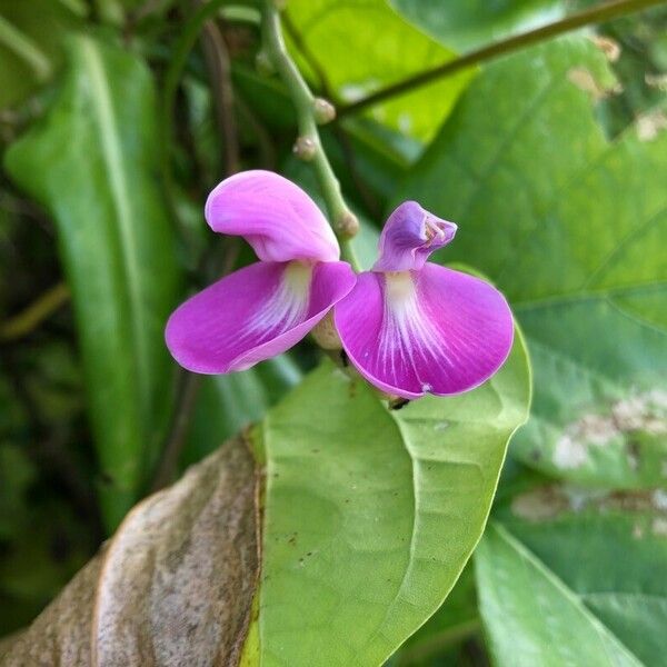 Canavalia rosea Кветка