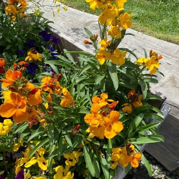 Erysimum × cheiri Habitus