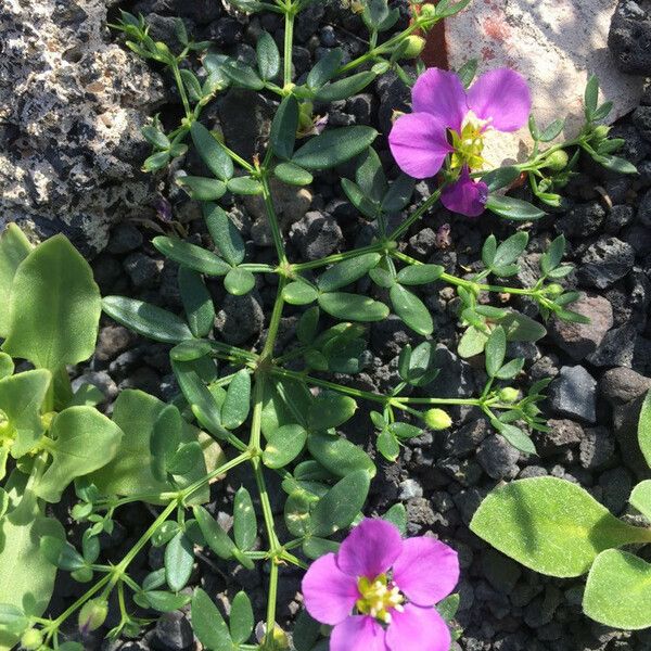 Fagonia cretica Flower