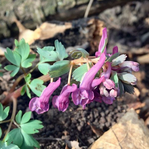 Corydalis solida Квітка