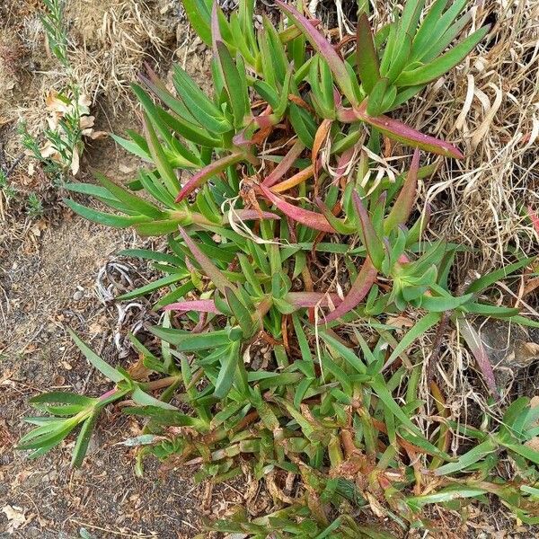 Carpobrotus edulis Leaf