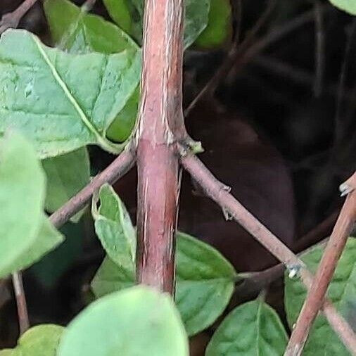 Symphoricarpos orbiculatus Rinde