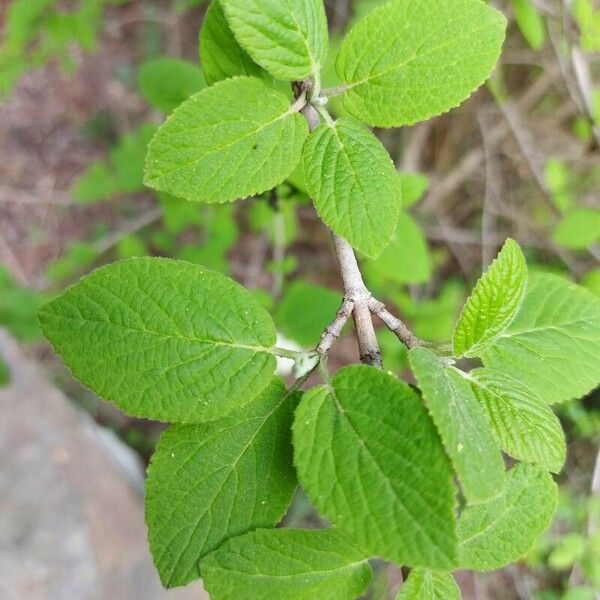 Viburnum lantana Blatt