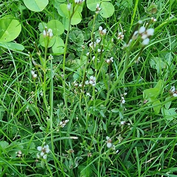 Cardamine parviflora Flor