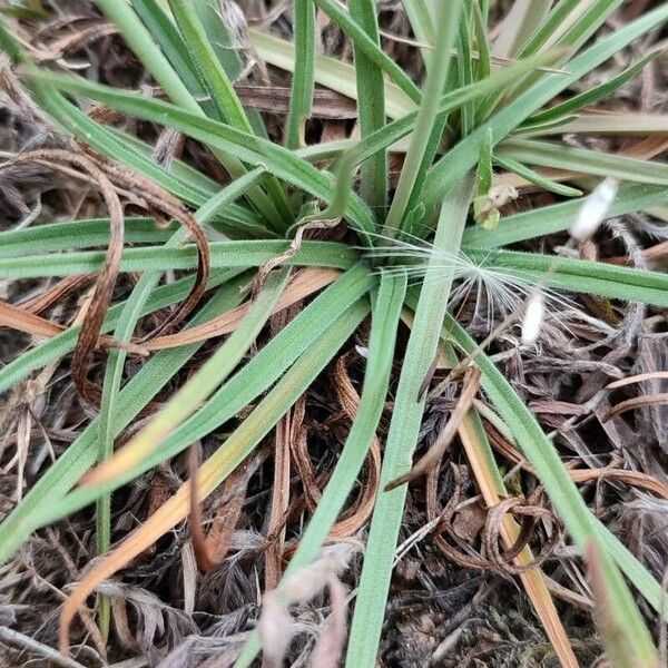 Armeria arenaria Blad