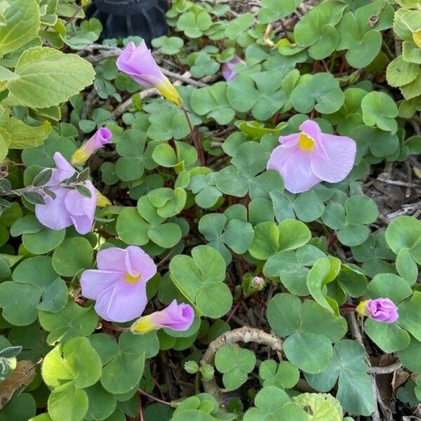 Oxalis purpurea Fleur