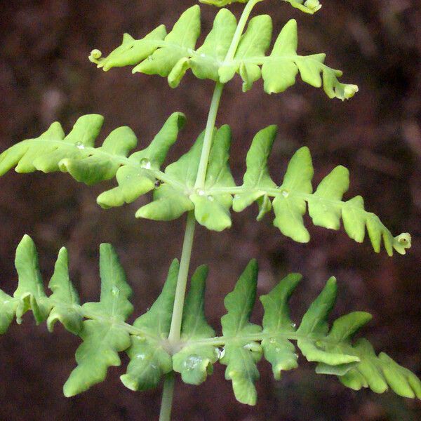 Histiopteris incisa Leaf