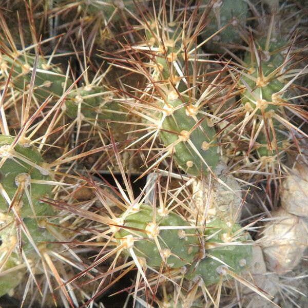 Tephrocactus weberi Plante entière