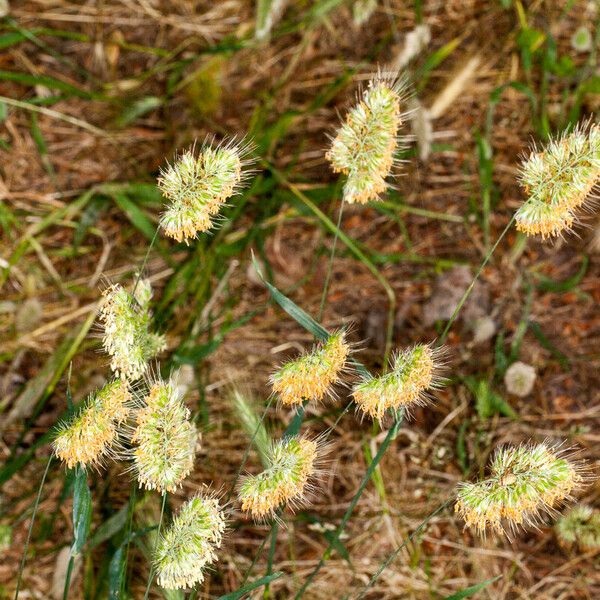 Cynosurus echinatus Hoja