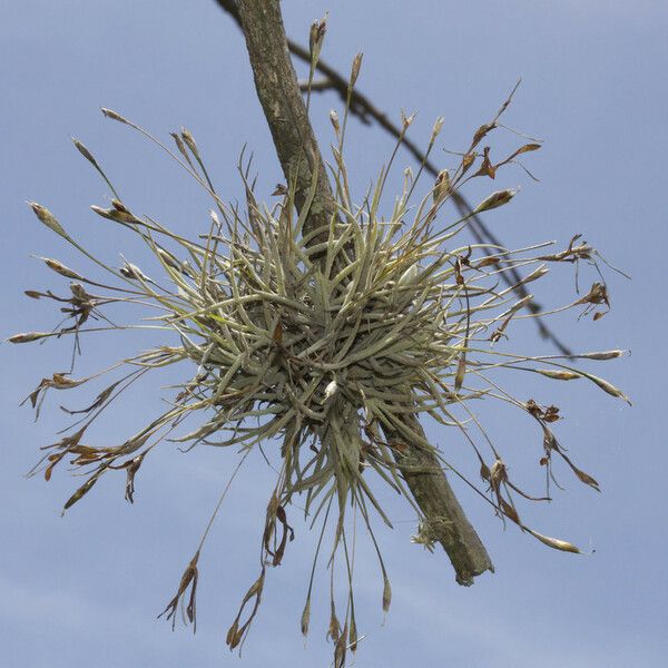 Tillandsia recurvata 花