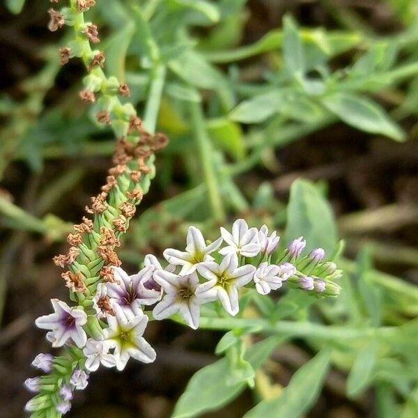 Heliotropium curassavicum Květ